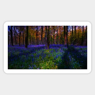 Cotswolds Bluebells Sticker